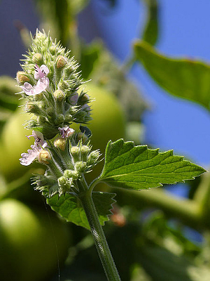 NEPETA CATARIA.jpg